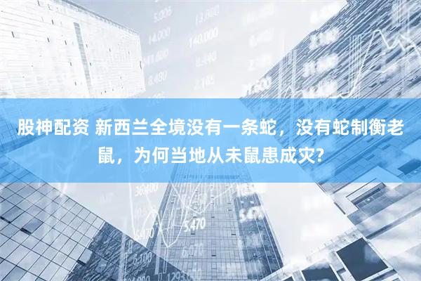 股神配资 新西兰全境没有一条蛇，没有蛇制衡老鼠，为何当地从未鼠患成灾?